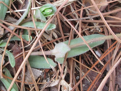 Holosteum umbellatum