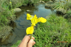 Moraea huttonii