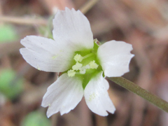 Holosteum umbellatum