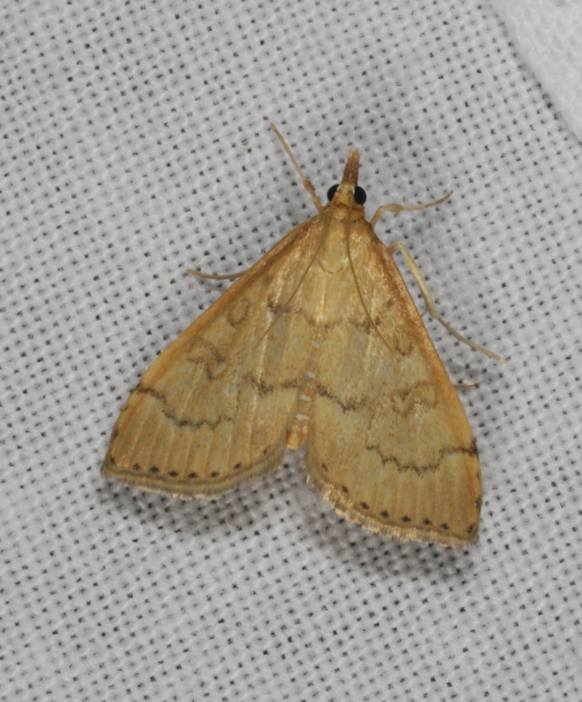 Metasia dicealis