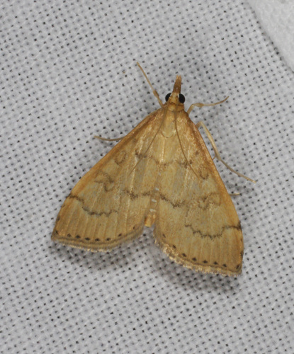 Metasia dicealis (Walker, 1859)