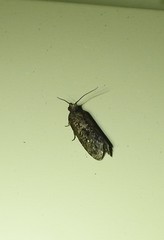 Cryptaspasma