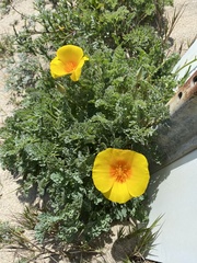 Eschscholzia californica maritima