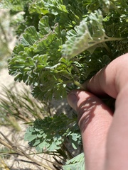 Eschscholzia californica maritima