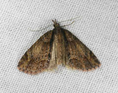 Microdes diplodonta