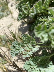 Eschscholzia californica maritima