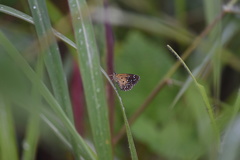 Astictopterus stellata