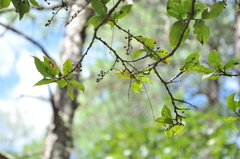 Lyonia villosa