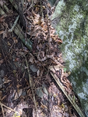 Deinagkistrodon acutus