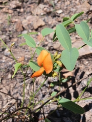 Tephrosia turpinii