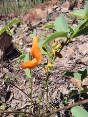 Tephrosia turpinii
