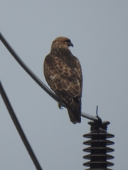 Buteo japonicus