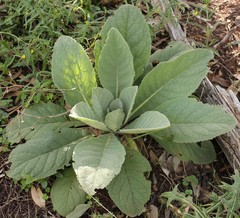 Verbascum thapsus thapsus