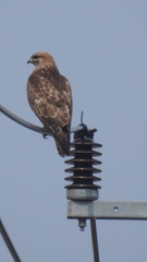 Buteo japonicus