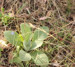Verbascum thapsus thapsus