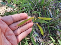 Tephrosia turpinii