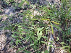 Tephrosia turpinii