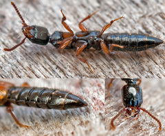 Nudobius lentus