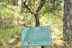 Lyonia villosa
