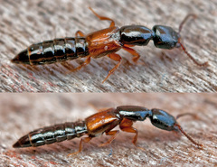 Nudobius lentus