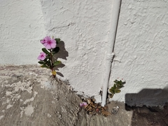 Catharanthus roseus