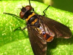 Pentatomophaga latifascia