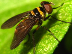 Pentatomophaga latifascia