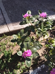 Catharanthus roseus