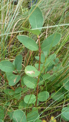 Lonicera villosa