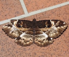 Erebus terminitincta