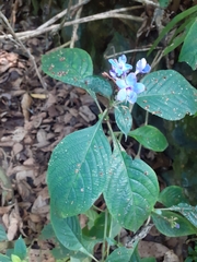 Eranthemum