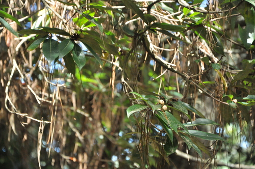 Craibiodendron henryi