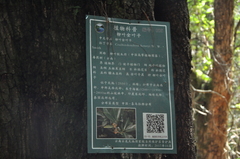 Craibiodendron henryi