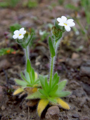 Plagiobothrys tenellus