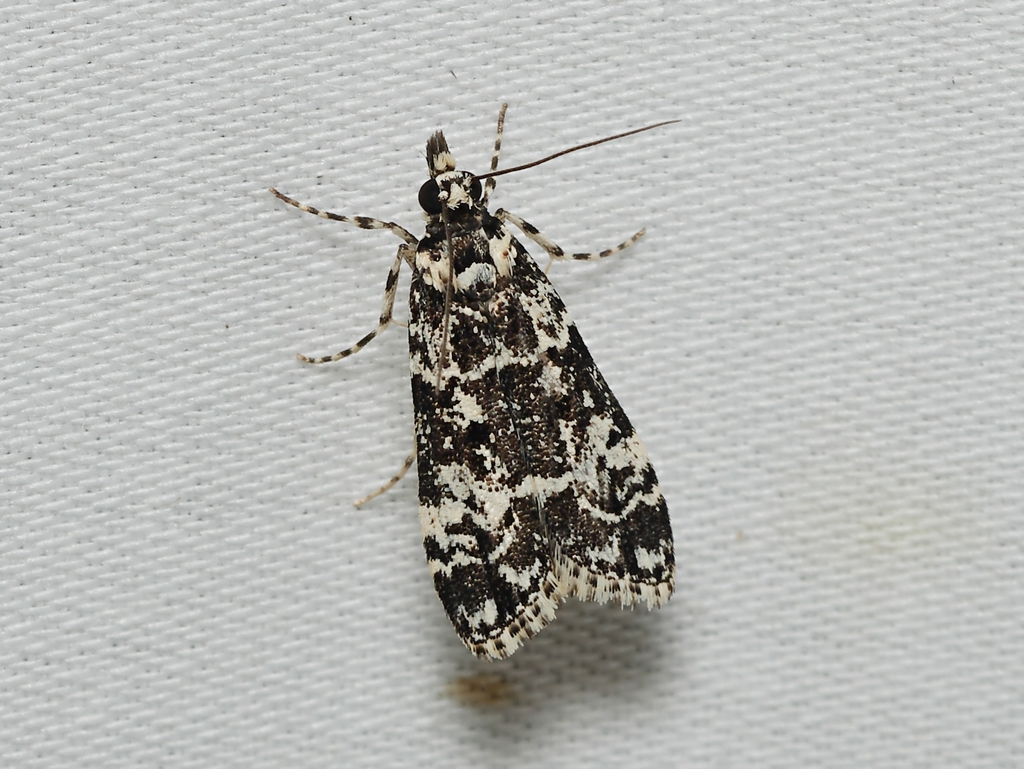 Scoparia exhibitalis