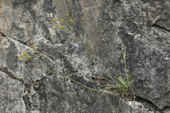 Bupleurum bicaule