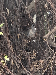 Nycticorax nycticorax