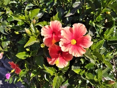 Hibiscus rosa-sinensis