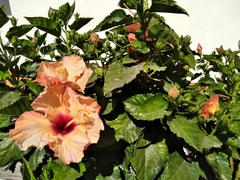 Hibiscus rosa-sinensis