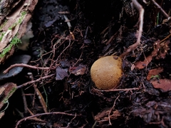 Elaphomyces muricatus