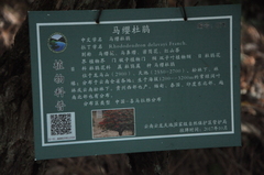 Rhododendron delavayi