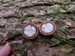 Elaphomyces muricatus