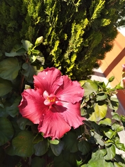 Hibiscus rosa-sinensis