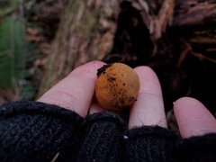 Elaphomyces muricatus