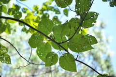 Acer davidii