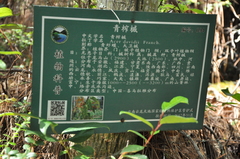 Acer davidii