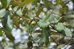 Quercus guyavifolia