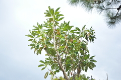 Rhododendron decorum