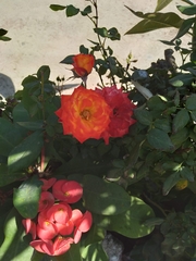 Rosa