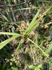 Scirpus ternatanus